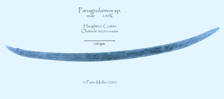 Представитель Семейства Pangrolaimidae
